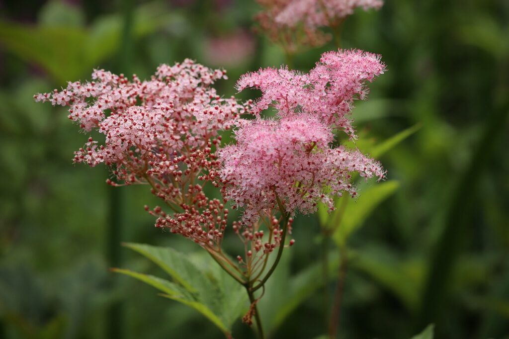 Les principales plantes à cultiver pour se soigner